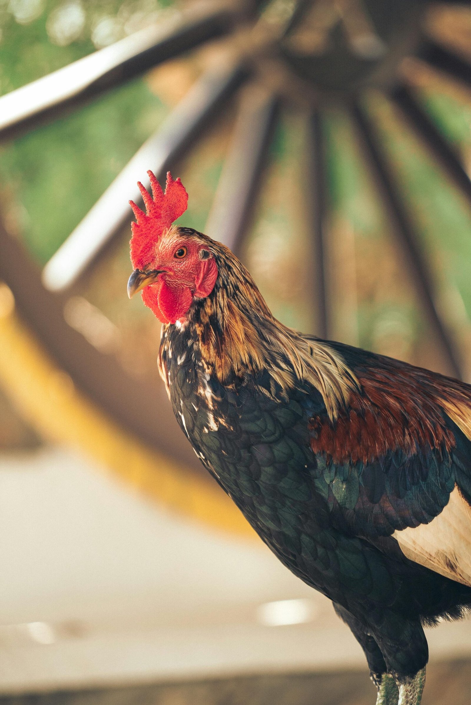 Close-up of a colorful rooster standing by a vintage wagon wheel, evoking rustic charm.