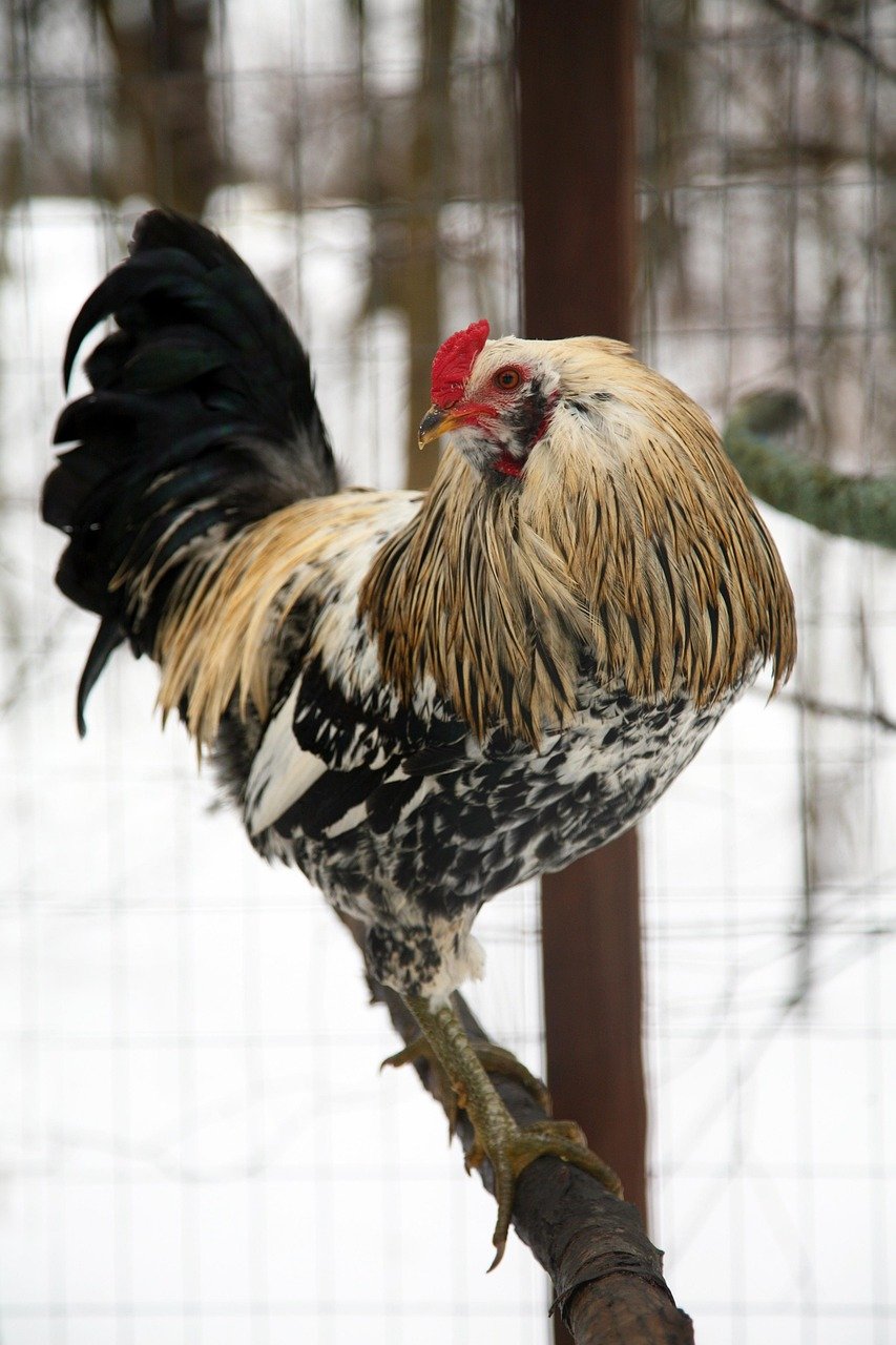 rooster, nature, outdoors, bird, wildlife, large, crest, winter, falconry, poultry, rooster, rooster, rooster, rooster, rooster