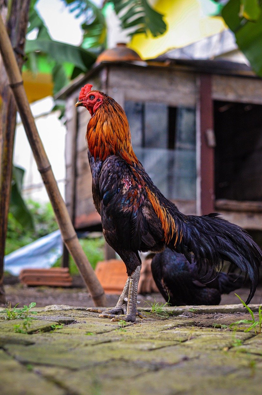 chicken, rooster, animal, pet, nature, fowl