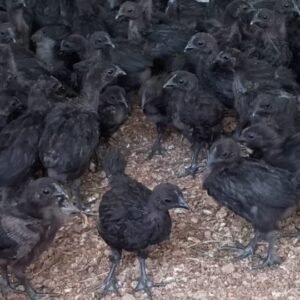 Kadaknath Month-Old Chicks (1-Month Age) – High Immunity Line