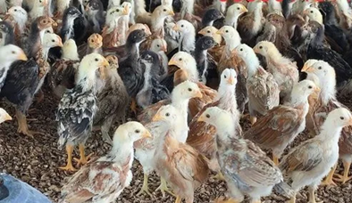 Improved Aseel – One Month Old Chicks