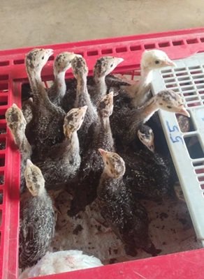 🦃 Turkey Month old Chicks – Meat Breed for Profitable Farming
