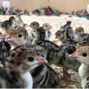 🦃 Turkey Day-Old Chicks – Premium Breed for Meat Production