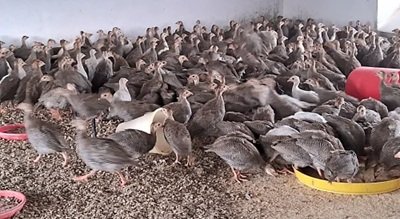 Guinea Fowl Month-Old Chicks – Tough, Profitable & Rural-Friendly