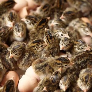 Guinea Fowl Day-Old Chicks – Hardy, Profitable, Indigenous Breed