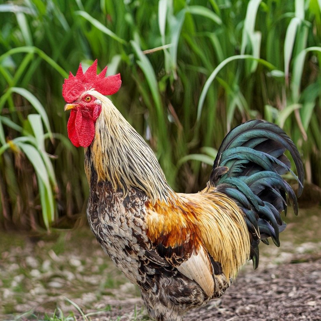 rooster, chicken, bird