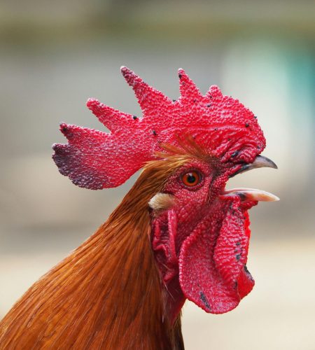 Vivid red rooster with a detailed cockscomb, captured in profile view.