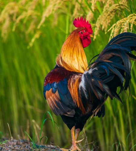 pexels-klub-boks-1437055-12560964