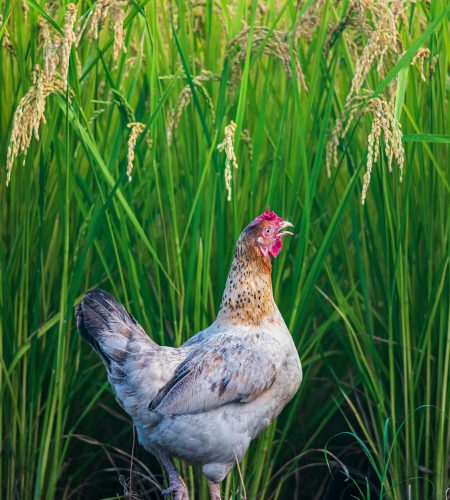 pexels-klub-boks-1437055-12561015