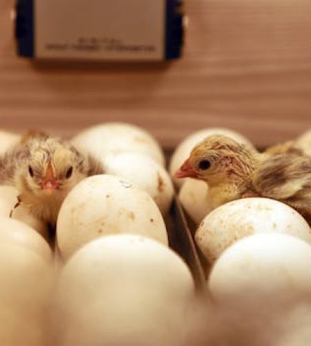Intimate view of baby chicks emerging from eggs in a wooden incubator.