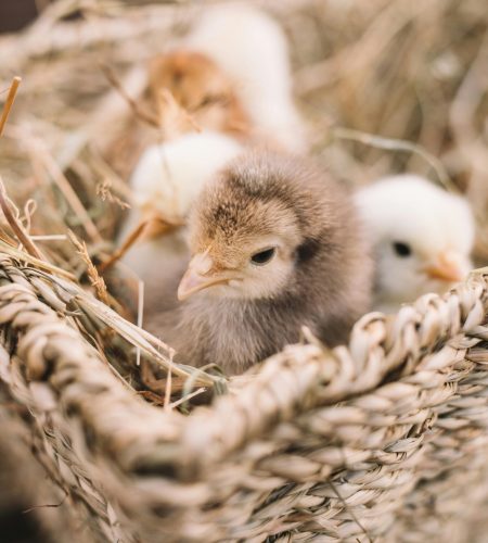 Close-up of fluffy chicks nestled together in a rustic basket with hay.