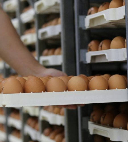 Close-up of hands organizing multiple egg trays on shelves in a warehouse environment.