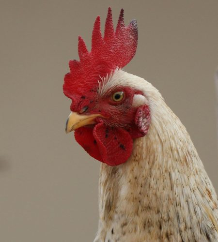 Free stock photo of animal, live, living