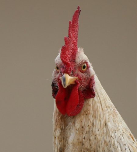 Free stock photo of animal, beauty, live