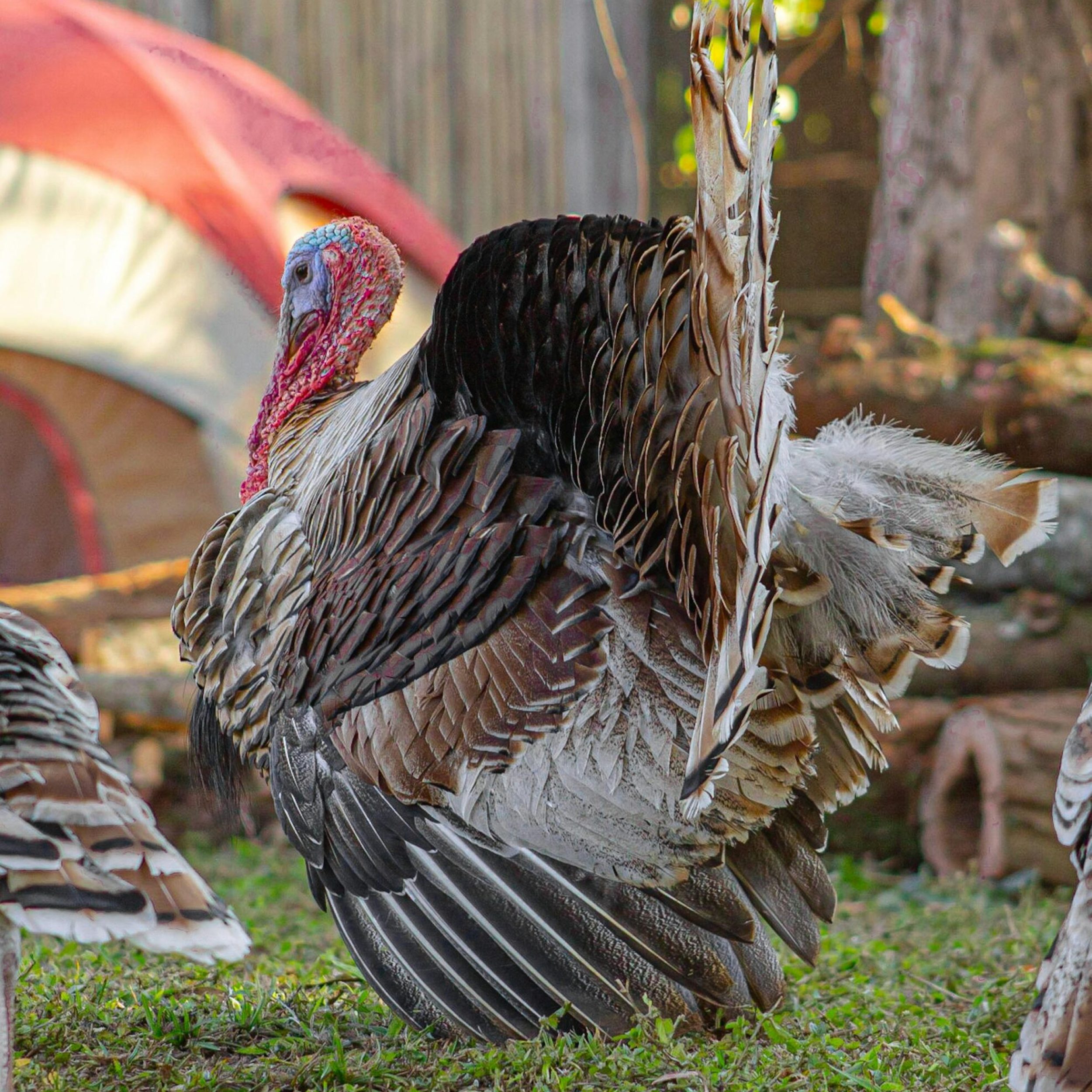 Vibrant turkey in a natural outdoor setting, showcasing its plumage.