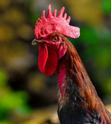 Cockerel with brown feathers on blurred background of green trees in yard of farmland