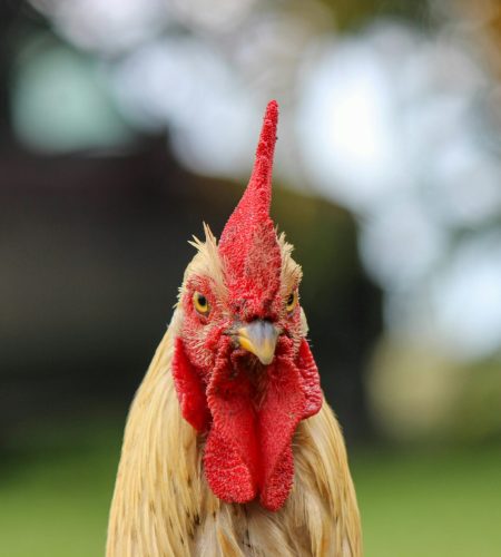 A detailed close-up portrait of a rooster showcasing its vibrant red comb against a natural background.