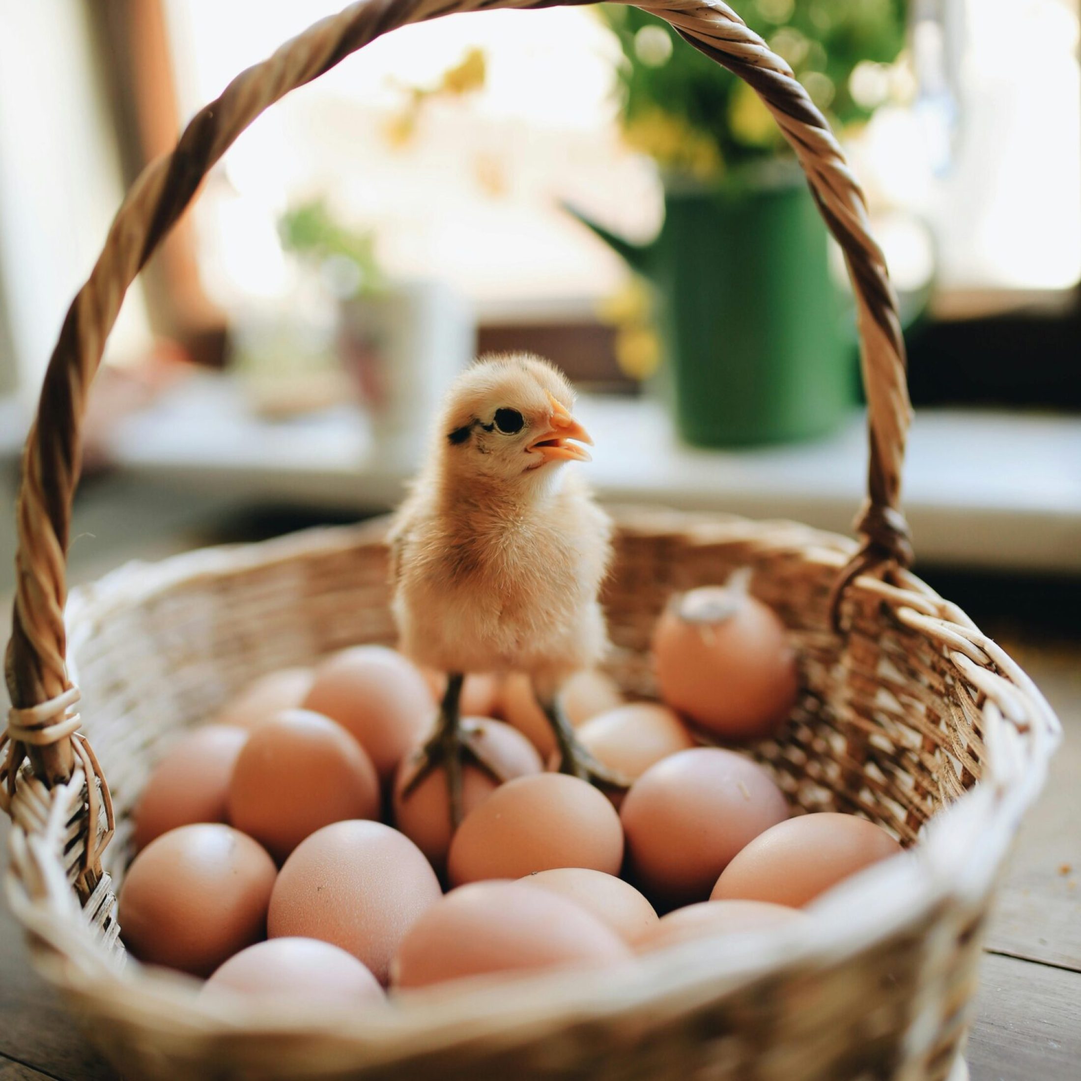 Chick perched on eggs in a wicker basket indoors, with soft lighting and floral decor.