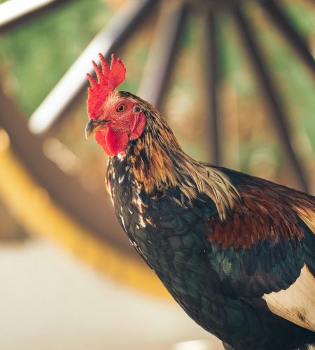 Close-up of a colorful rooster standing by a vintage wagon wheel, evoking rustic charm.